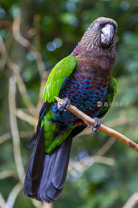 Foz do Iguaçu，热带鸟类